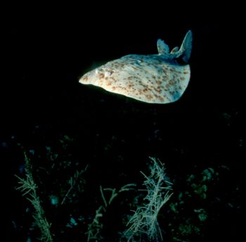 Rare siting of electric Torpedo Ray.  Taken in Grand Caym... by Beverly J. Speed 